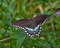 Spicebush02