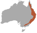 Squirrel Glider area
