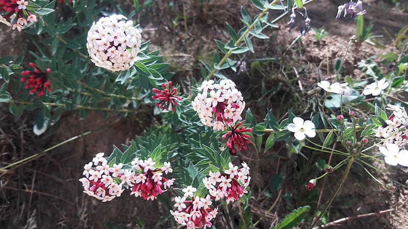 Stellera chamaejasme 2