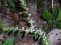 Stonecrop