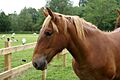 Suffolk Punch Head2