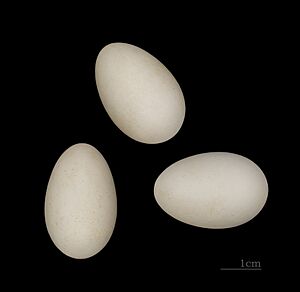 Tachymarptis melba MHNT ZOO 2010 11 159 RdN Meknès