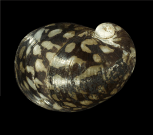 Theodoxus fluviatilis shell 4