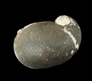 Theodoxus fluviatilis shell 5