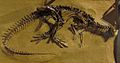 Thescelosaurus neglectus, CMN