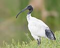 Threskiornis molucca - Perth