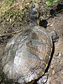 Trachemys scripta scripta I