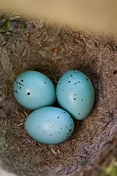 Turdus philomelos -Apenheul Primate Park, Netherlands -eggs-8