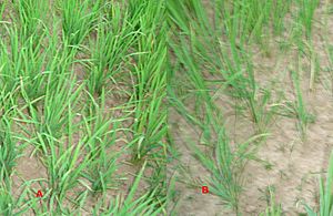 Upland rice differences