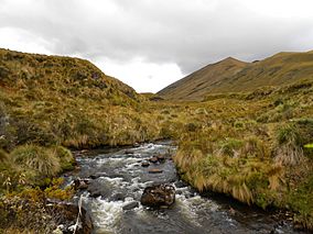 Vertiente en los páramos del llanganates - panoramio.jpg