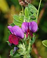 Vicia April 2008-1