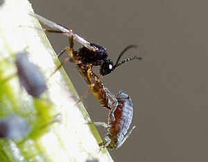 Wasp & aphid May 2010-1