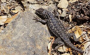 Western fence lizard