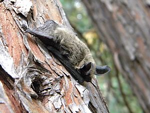 Western long-eared bat (Myotis evotis) (9403869552)