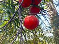 Wodyetia bifurcata ripe fruits 01