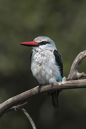 Woodland kingfisher (Halcyon senegalensis cyanoleuca)