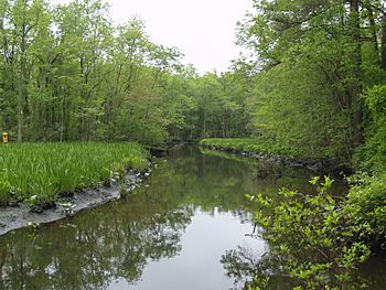 Wright Creek from Nanticoke Wildlife Area