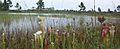 YellowRiverMarshPreserveStatePark