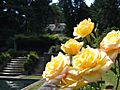 Yellow Roses - Lewis & Clark College