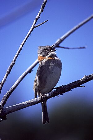 Zonotrichia capensis -Los Glaciares National Park, Argentina-8