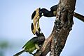 " Malabar Pied Hornbill "