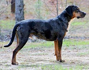 1. Catahoula Leopard Dog, Buck