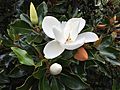 2017-09-01 15 21 27 A Southern Magnolia blossom along Centreville Road (Virginia State Route 657) between Lees Corner Road and Franklin Farm Road in the Franklin Farm section of Oak Hill, Fairfax County, Virginia