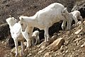 A ewe and lamb group in Denali National Park (9184051541)