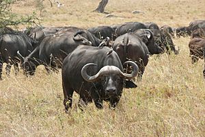Afrikanische Büffel (Syncerus caffer) 1
