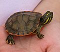 Alabama red-bellied turtle hatchling climbing up hand