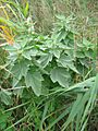 Althaea officinalis habitus