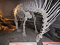 Amargasaurus, MEF Trelew 02