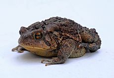 American toad - Bufo americanus - 3