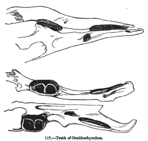 Animaldentition ornithoryncusanatinus
