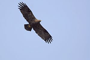 Aravalli BiodivPark Gurgaon DSC9208 steppe eagle