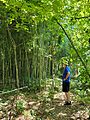 Bamboo stand in Marberry Arboreteum 9-2022