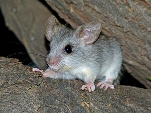 Black-tailed Tree Rat (Thallomys nigricauda) juvenile (7024276597)