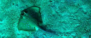 Blue spotted stingray NTB