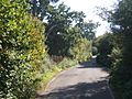 Bobbits Lane between hedges and trees - geograph.org.uk - 1001556