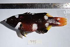 Bodianus axillaris f