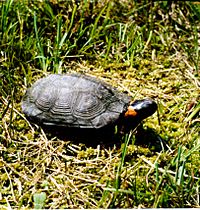 A bog turtle lifting its head slightly while on grass