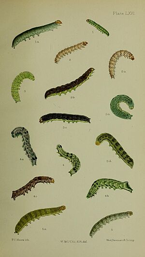 Buckler W The larvæ of the British butterflies and moths PlateLXVI