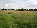 Burgage Common Country Park - geograph.org.uk - 847473