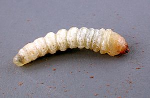 CSIRO ScienceImage 498 ISynemon planaI larvae