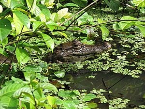 Caiman crocodilus Costa Rica 2