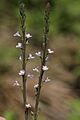 California Verbena in the Red Hills (42598129682)
