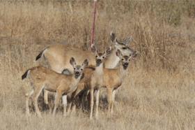 California mule deer doe with her triplet fawns Cañada de los Osos 2019-08 Courtesy Henry Coletto