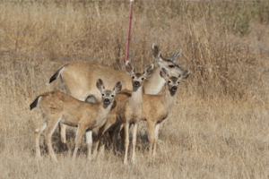 California mule deer doe with her triplet fawns Cañada de los Osos 2019-08 Courtesy Henry Coletto