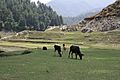 Cattle grazing at Markhu