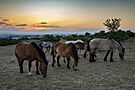 Cavalli nel parco della Murgia